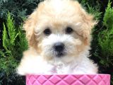 Apricot Toy Poodle Yavrumuz