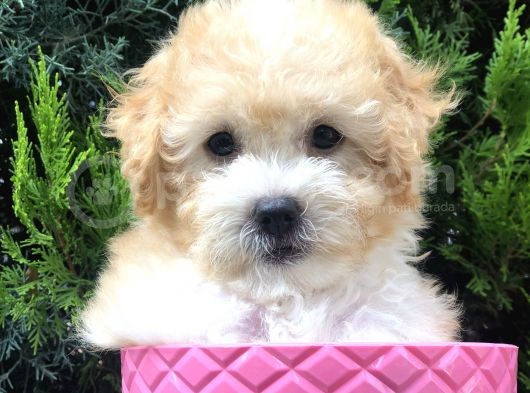 Apricot Toy Poodle Yavrumuz görsel