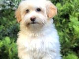 Wc Eğitimli Gold Morkie Yavrumuz