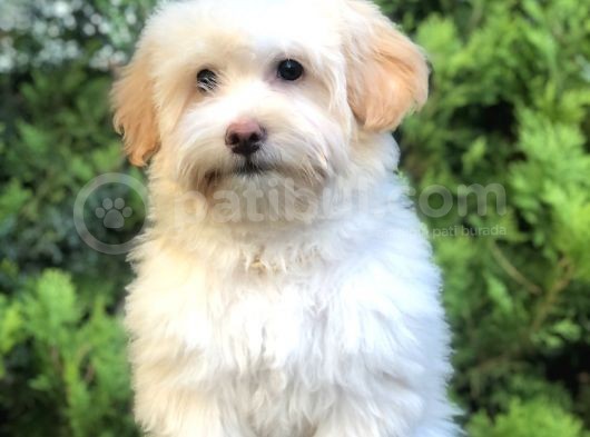 Wc Eğitimli Gold Morkie Yavrumuz görsel