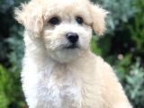 Sütlü Köpüklü Maltıpoo