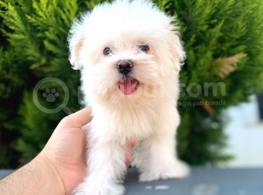 Baby Face Safkan Maltese Yavrumuz görsel