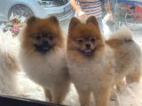 Mükemmel Mi̇ni̇ Boy Pomerani̇an Bebekler