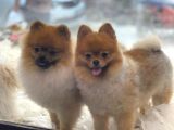Mükemmel Mi̇ni̇ Boy Pomerani̇an Bebekler
