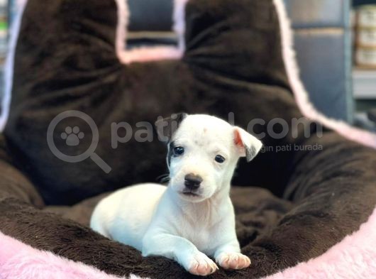 Mükemmel Jack Russel Yavrular Bakirköyde