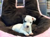 Mükemmel Jack Russel Yavrular Bakirköyde
