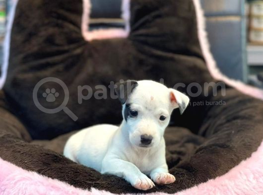 Mükemmel Jack Russel Yavrular Bakirköyde görsel