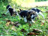 Tatli Beagle