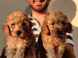 Eği̇ti̇mli̇ Anneden Safkan Toy Poodle Yavrular!!!