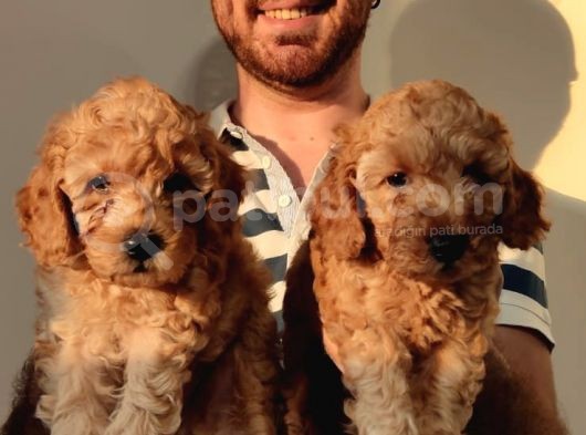 Eği̇ti̇mli̇ Anneden Safkan Toy Poodle Yavrular!!!