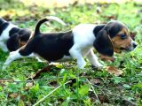 Tatli Beagle