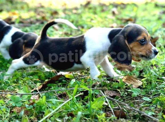 Tatli Beagle görsel
