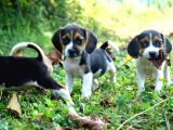 Tatli Beagle
