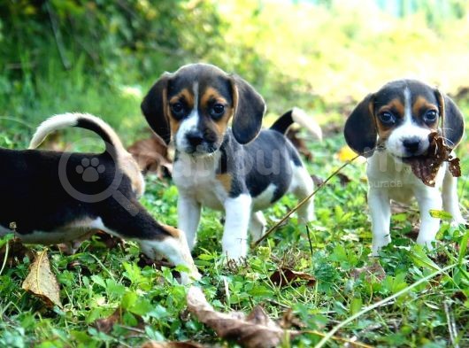 Tatli Beagle görsel