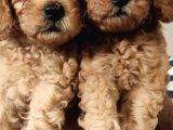 Eği̇ti̇mli̇ Anneden Safkan Toy Poodle Yavrular!!!
