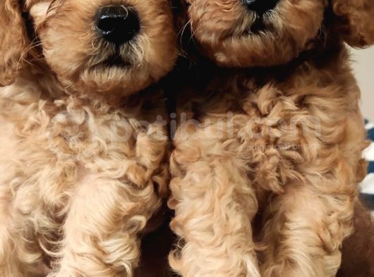 Eği̇ti̇mli̇ Anneden Safkan Toy Poodle Yavrular!!! görsel