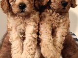 Eği̇ti̇mli̇ Anneden Safkan Toy Poodle Yavrular!!!