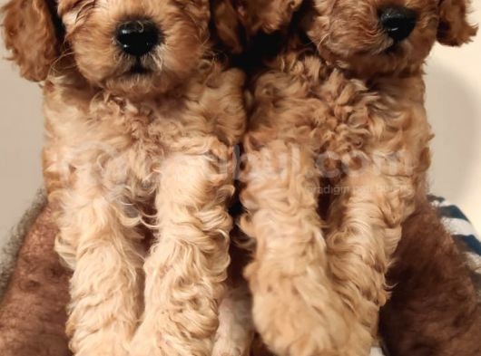 Eği̇ti̇mli̇ Anneden Safkan Toy Poodle Yavrular!!! görsel