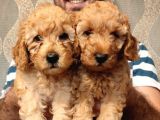 Eği̇ti̇mli̇ Anneden Safkan Toy Poodle Yavrular!!!