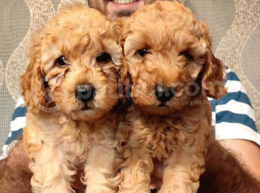 Eği̇ti̇mli̇ Anneden Safkan Toy Poodle Yavrular!!! görsel