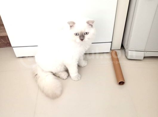 Scotish Fold Kırık Kulak görsel