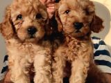Eği̇ti̇mli̇ Anneden Safkan Toy Poodle Yavrular!!!