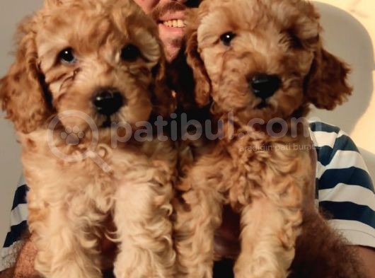 Eği̇ti̇mli̇ Anneden Safkan Toy Poodle Yavrular!!! görsel