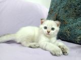 Minnoşlarımız Ailesini Bekliyor