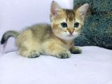 Minnoşlarımız Ailesini Bekliyor