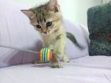 Minnoşlarımız Ailesini Bekliyor