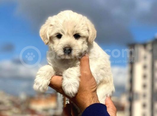 Anne Altından Maltese Terrier Erkek