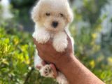 Tatli Maltese Terri̇er
