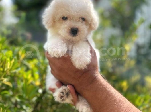 Tatli Maltese Terri̇er görsel