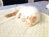Safkan Exotic Shorthair Meleklerimiz