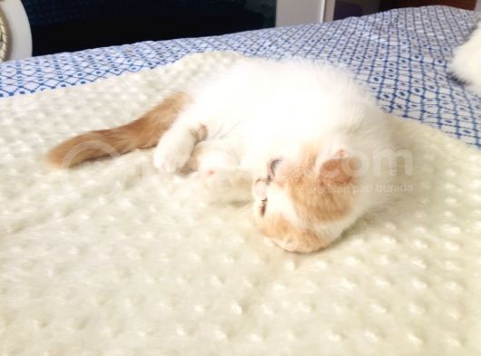 Safkan Exotic Shorthair Meleklerimiz görsel