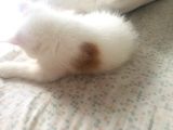 Safkan Exotic Shorthair Meleklerimiz