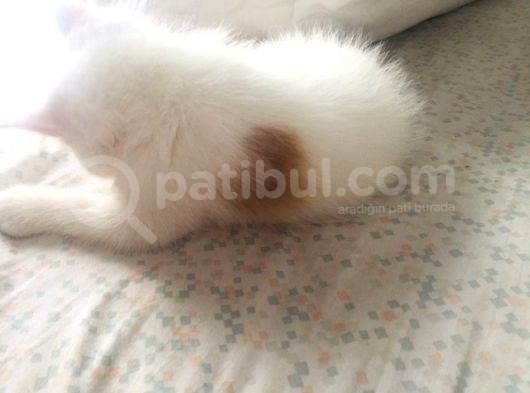 Safkan Exotic Shorthair Meleklerimiz görsel