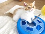 Safkan Exotic Shorthair Meleklerimiz