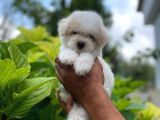 Tatli Maltese Terri̇er