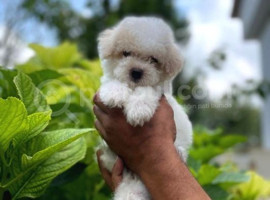 Tatli Maltese Terri̇er görsel