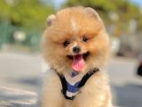 Ab Pasaportlu Pomeranian Dişi Yavrumuz