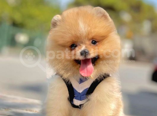 Ab Pasaportlu Pomeranian Dişi Yavrumuz görsel