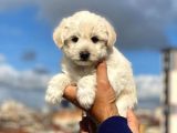 Anne Altından Maltese Terrier Erkek