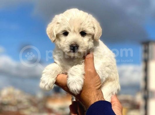 Anne Altından Maltese Terrier Erkek görsel