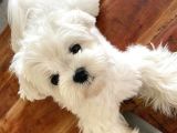 Orji̇nal Maltese Yavrularimiz Gelmi̇şti̇r