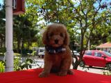 Red Light Toy Poodle Mini Boy Yavrular