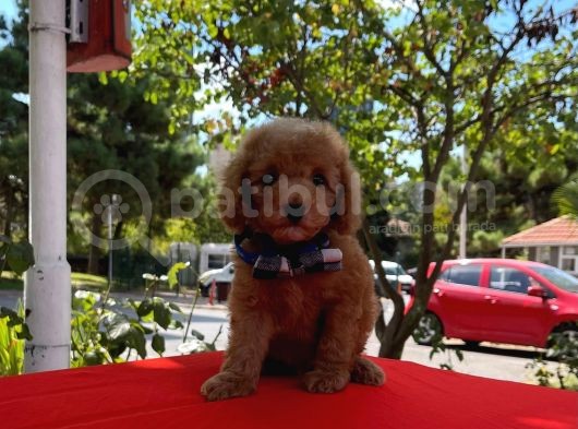Red Light Toy Poodle Mini Boy Yavrular görsel