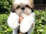 Xxs En İyi Kalite Shihtzu Yavrular