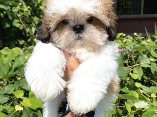 Xxs En İyi Kalite Shihtzu Yavrular görsel
