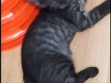 British Shorthair 2 Aylık Erkek Yavru .